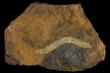 Paleocene Fossil Flower Stamen (Palaeocarpinus) - North Dakota #95368-1